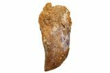 Partially Rooted Baby Carcharodontosaurus Tooth - Morocco #233076-1